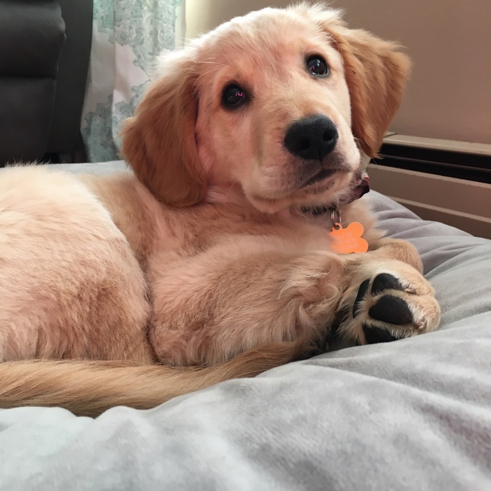 Meet your Posher, Lydia